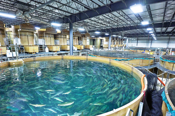 AquaBounty will construct a farm for its genetically engineered salmon, picutred here in a tank at another facility