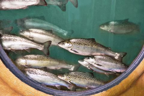 The new farm will be AquaBounty’s first large-scale commercial facility, with a planned annual production capacity of 10,000 metric tons